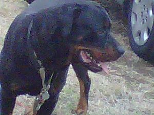 My Rottweiler Dog